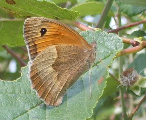 farfalle da identificare